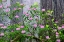 Picture of PACIFIC RHODODENDRON IN FOGGY REDWOOD FOREST-REDWOOD NATIONAL PARK