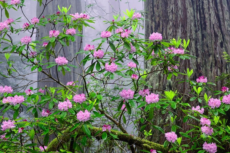 Picture of PACIFIC RHODODENDRON IN FOGGY REDWOOD FOREST-REDWOOD NATIONAL PARK
