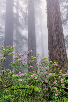 Picture of PACIFIC RHODODENDRON IN FOGGY REDWOOD FOREST-REDWOOD NATIONAL PARK