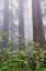 Picture of PACIFIC RHODODENDRON IN FOGGY REDWOOD FOREST-REDWOOD NATIONAL PARK