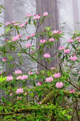 Picture of PACIFIC RHODODENDRON IN FOGGY REDWOOD FOREST-REDWOOD NATIONAL PARK