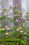 Picture of PACIFIC RHODODENDRON IN FOGGY REDWOOD FOREST-REDWOOD NATIONAL PARK