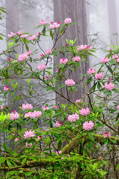 Picture of PACIFIC RHODODENDRON IN FOGGY REDWOOD FOREST-REDWOOD NATIONAL PARK