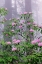 Picture of PACIFIC RHODODENDRON IN FOGGY REDWOOD FOREST-REDWOOD NATIONAL PARK