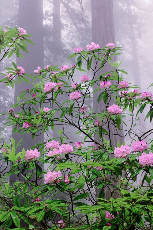 Picture of PACIFIC RHODODENDRON IN FOGGY REDWOOD FOREST-REDWOOD NATIONAL PARK