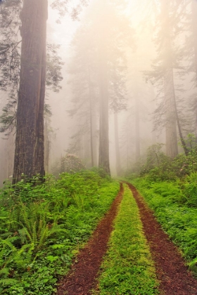 Picture of OLD ROADWAY THROUGH FOGGY REDWOOD FOREST-REDWOOD NATIONAL PARK-CALIFORNIA