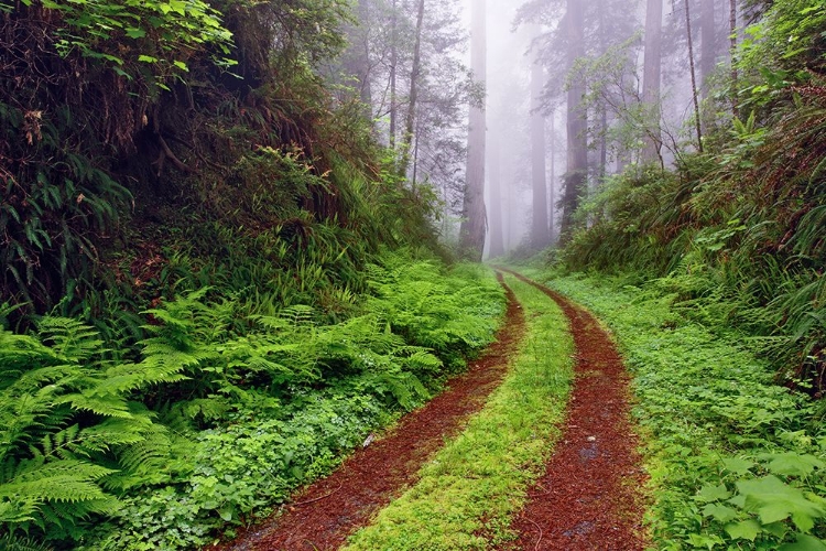 Picture of OLD ROADWAY THROUGH FOGGY REDWOOD FOREST-REDWOOD NATIONAL PARK-CALIFORNIA