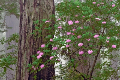 Picture of PACIFIC RHODODENDRON IN FOGGY REDWOOD FOREST-REDWOOD NATIONAL PARK