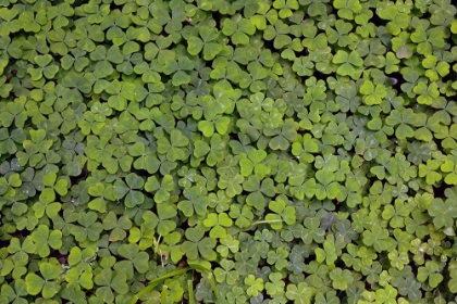 Picture of PATTERN IN WOOD SORREL REDWOOD NATIONAL PARK-CALIFORNIA