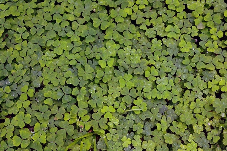 Picture of PATTERN IN WOOD SORREL REDWOOD NATIONAL PARK-CALIFORNIA