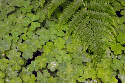 Picture of PATTERN IN WOOD SORREL REDWOOD NATIONAL PARK-CALIFORNIA