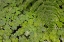 Picture of PATTERN IN WOOD SORREL REDWOOD NATIONAL PARK-CALIFORNIA