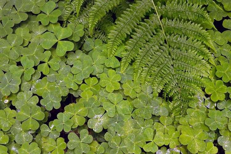 Picture of PATTERN IN WOOD SORREL REDWOOD NATIONAL PARK-CALIFORNIA