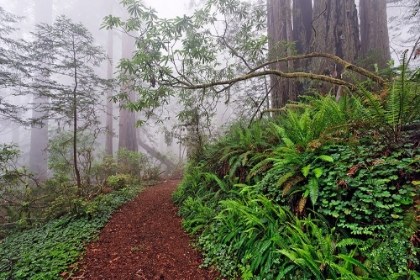 Picture of FOOTPATH IN FOGGY REDWOOD FOREST BENEATH PACIFIC RHODODENDRON-REDWOOD NATIONAL PARK