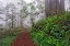 Picture of FOOTPATH IN FOGGY REDWOOD FOREST BENEATH PACIFIC RHODODENDRON-REDWOOD NATIONAL PARK