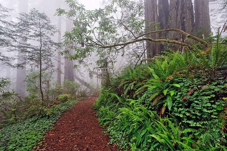 Picture of FOOTPATH IN FOGGY REDWOOD FOREST BENEATH PACIFIC RHODODENDRON-REDWOOD NATIONAL PARK