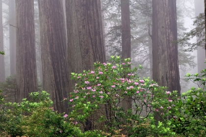 Picture of PACIFIC RHODODENDRON IN FOGGY REDWOOD FOREST-REDWOOD NATIONAL PARK,