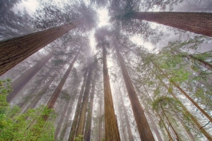 Picture of FISHEYE VIEW SKYWARD IN REDWOOD FOREST-REDWOOD NATIONAL PARK-TREE-REDWOOD