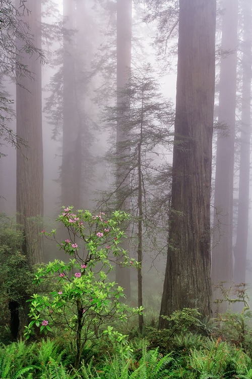 Picture of PACIFIC RHODODENDRON IN FOGGY REDWOOD FOREST-REDWOOD NATIONAL PARK,