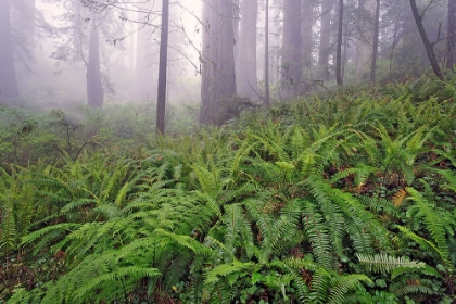 Picture of FISHEYE VIEW SKYWARD IN REDWOOD FOREST-REDWOOD NATIONAL PARK-TREE-REDWOOD