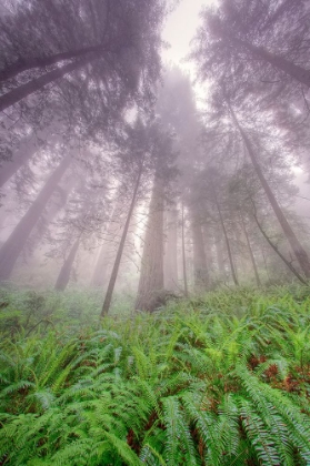 Picture of FISHEYE VIEW SKYWARD IN REDWOOD FOREST-REDWOOD NATIONAL PARK-TREE-REDWOOD