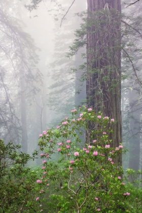 Picture of PACIFIC RHODODENDRON IN FOGGY REDWOOD FOREST-REDWOOD NATIONAL PARK,
