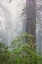 Picture of PACIFIC RHODODENDRON IN FOGGY REDWOOD FOREST-REDWOOD NATIONAL PARK,