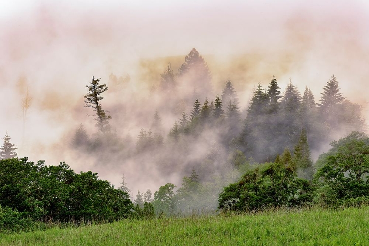 Picture of HILLSIDE OF EVERGREEN TREES AMONG FOG-BALD HILLS ROAD-CALIFORNIA