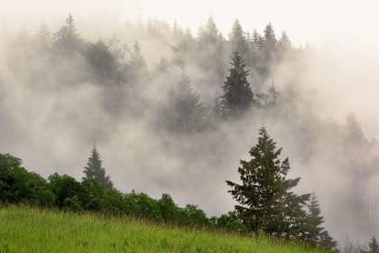 Picture of HILLSIDE OF EVERGREEN TREES AMONG FOG-BALD HILLS ROAD-CALIFORNIA