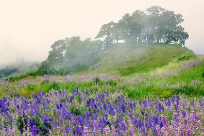 Picture of PURPLE AND BLUE LUPINE FLOWERS AND TREE IN FOG-BALD HILLS ROAD-CALIFORNIA