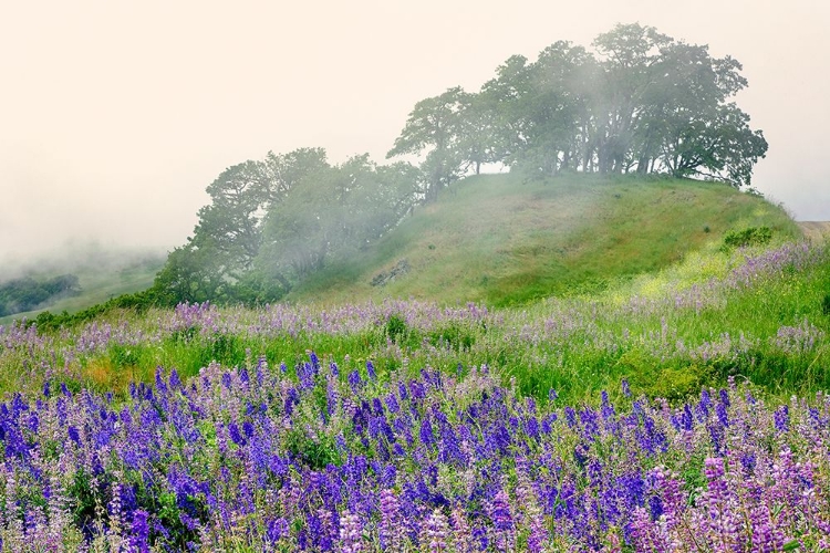 Picture of PURPLE AND BLUE LUPINE FLOWERS AND TREE IN FOG-BALD HILLS ROAD-CALIFORNIA