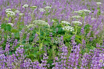 Picture of COW PARSNIP AND PURPLE LUPINE FLOWERS AND TREE IN FOG-BALD HILLS ROAD-CALIFORNIA