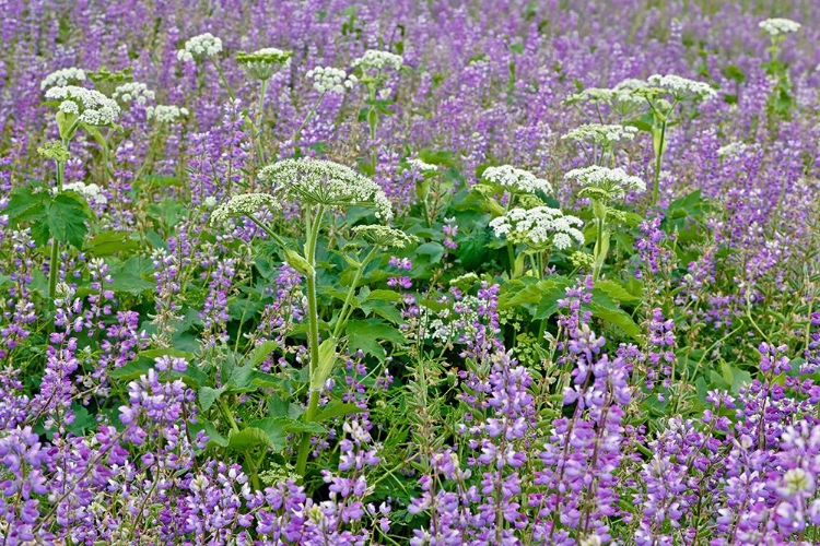 Picture of COW PARSNIP AND PURPLE LUPINE FLOWERS AND TREE IN FOG-BALD HILLS ROAD-CALIFORNIA