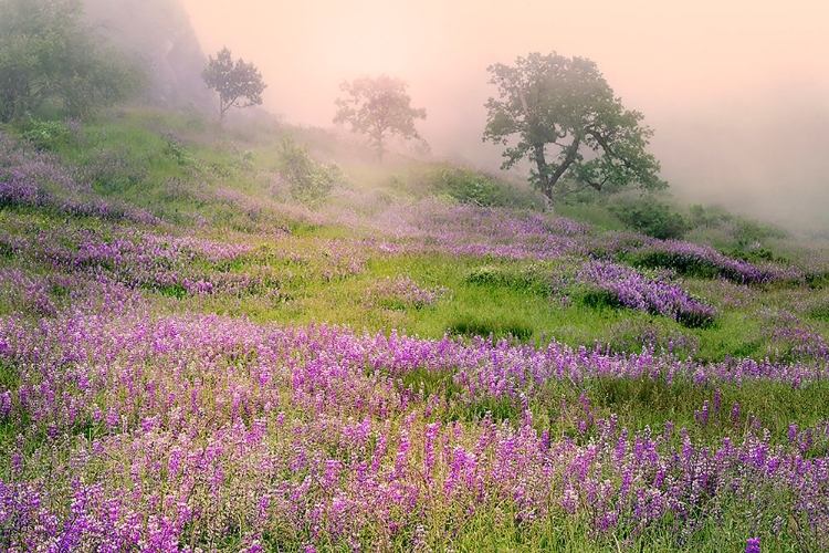 Picture of PURPLE LUPINE FLOWERS AND TREE IN FOGGY SUNRISE-BALD HILLS ROAD-CALIFORNIA