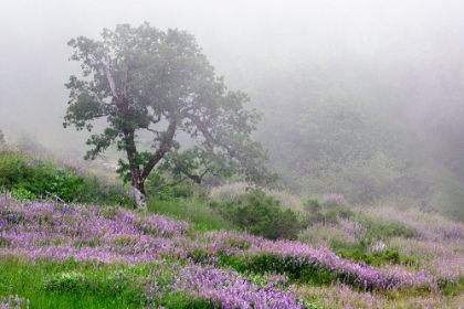 Picture of PURPLE LUPINE FLOWERS AND TREE IN FOG-BALD HILLS ROAD-CALIFORNIA