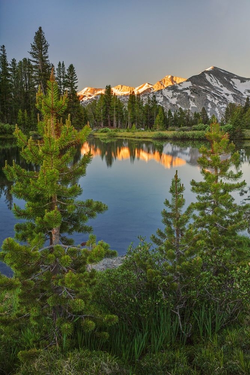 Picture of ALPINE TARN-TUOLUMNE MEADOWS SUNRISE-YOSEMITE NATIONAL PARK-CALIFORNIA