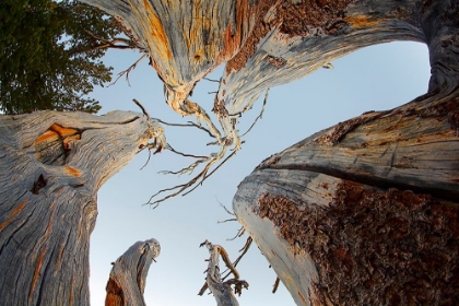 Picture of UPWARD VIEW OF TWISTED PINE TREES-TUOLUMNE MEADOWS-YOSEMITE NATIONAL PARK-CALIFORNIA