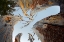 Picture of UPWARD VIEW OF TWISTED PINE TREES-TUOLUMNE MEADOWS-YOSEMITE NATIONAL PARK-CALIFORNIA