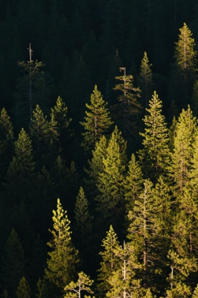 Picture of PINE TREES AT SUNSET-YOSEMITE NATIONAL PARK-CALIFORNIA