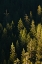 Picture of PINE TREES AT SUNSET-YOSEMITE NATIONAL PARK-CALIFORNIA