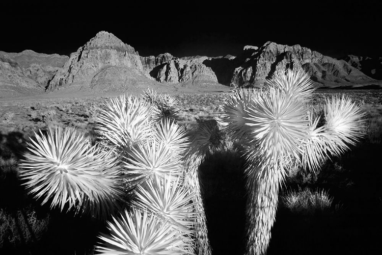 Picture of JOSHUA TREE-MOJAVE DESERT-CALIFORNIA