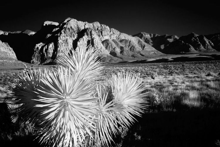 Picture of JOSHUA TREE-MOJAVE DESERT-CALIFORNIA