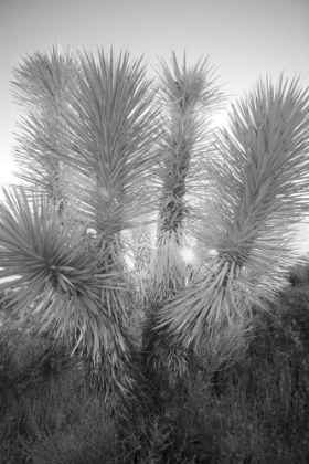 Picture of JOSHUA TREE-MOJAVE DESERT-CALIFORNIA