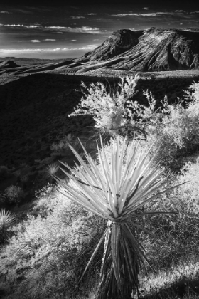 Picture of YUCCA PLANT AND DESERT LANDSCAPE-MOJAVE DESERT-CALIFORNIA