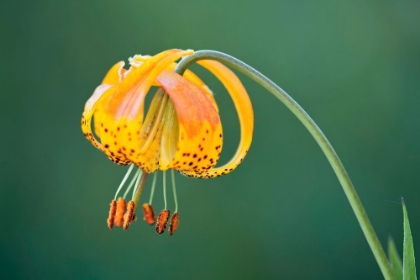 Picture of SIERRA TIGER LILY-YOSEMITE NATIONAL PARK-CALIFORNIA