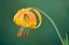 Picture of SIERRA TIGER LILY-YOSEMITE NATIONAL PARK-CALIFORNIA