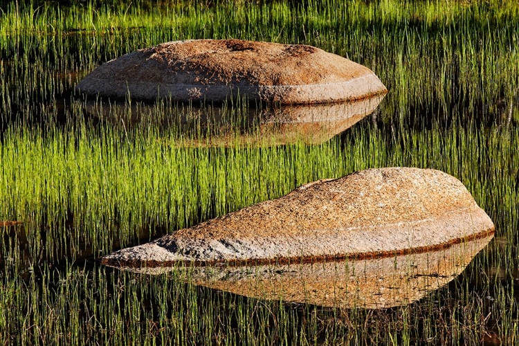 Picture of ROCKS AND GRASS AT FIRST LIGHT-TUOLUMNE MEADOWS-YOSEMITE NATIONAL PARK-CALIFORNIA