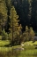Picture of ROCKS AND GRASS AT FIRST LIGHT-TUOLUMNE MEADOWS-YOSEMITE NATIONAL PARK-CALIFORNIA