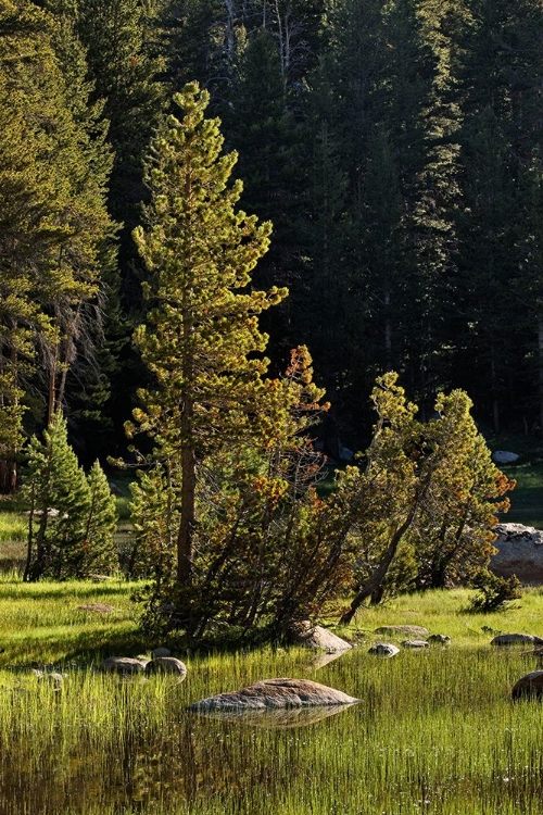 Picture of ROCKS AND GRASS AT FIRST LIGHT-TUOLUMNE MEADOWS-YOSEMITE NATIONAL PARK-CALIFORNIA