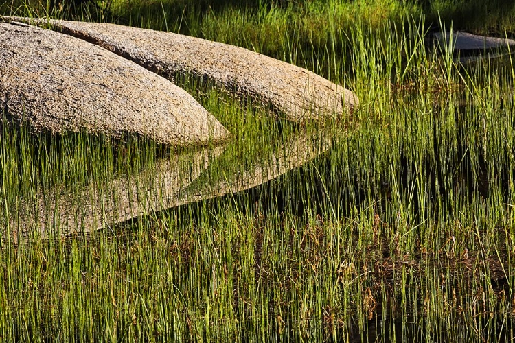 Picture of ROCKS AND GRASS AT FIRST LIGHT-TUOLUMNE MEADOWS-YOSEMITE NATIONAL PARK-CALIFORNIA